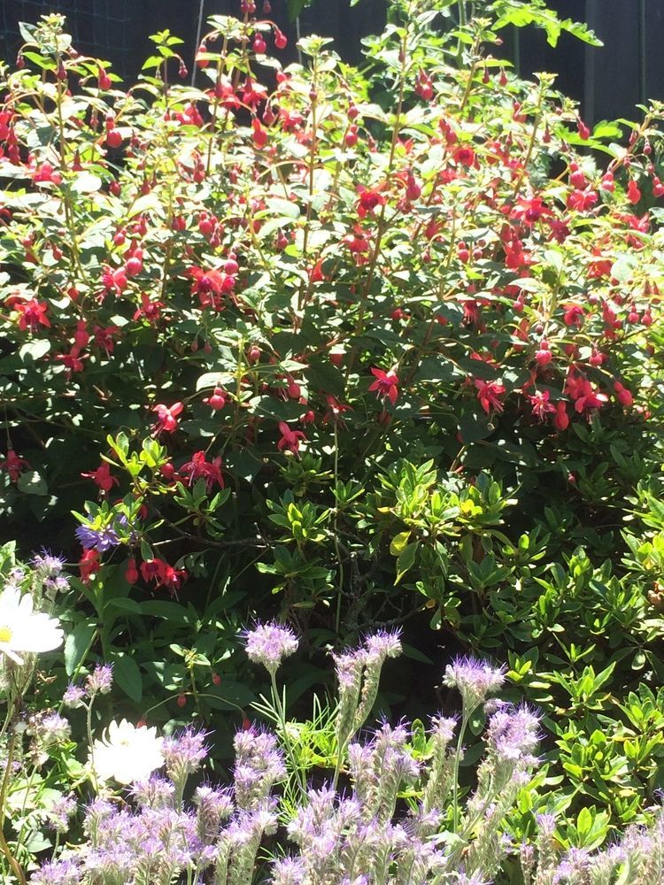 Garden Bed And Breakfast Christchurch Esterno foto