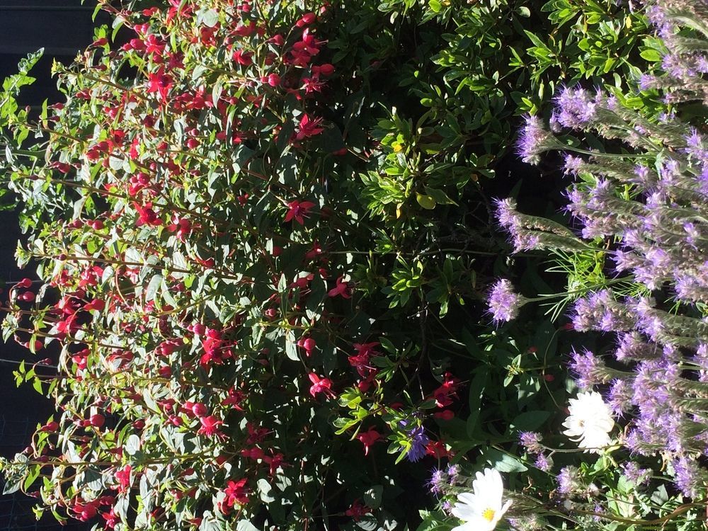 Garden Bed And Breakfast Christchurch Esterno foto