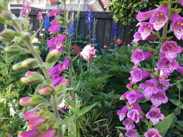 Garden Bed And Breakfast Christchurch Esterno foto