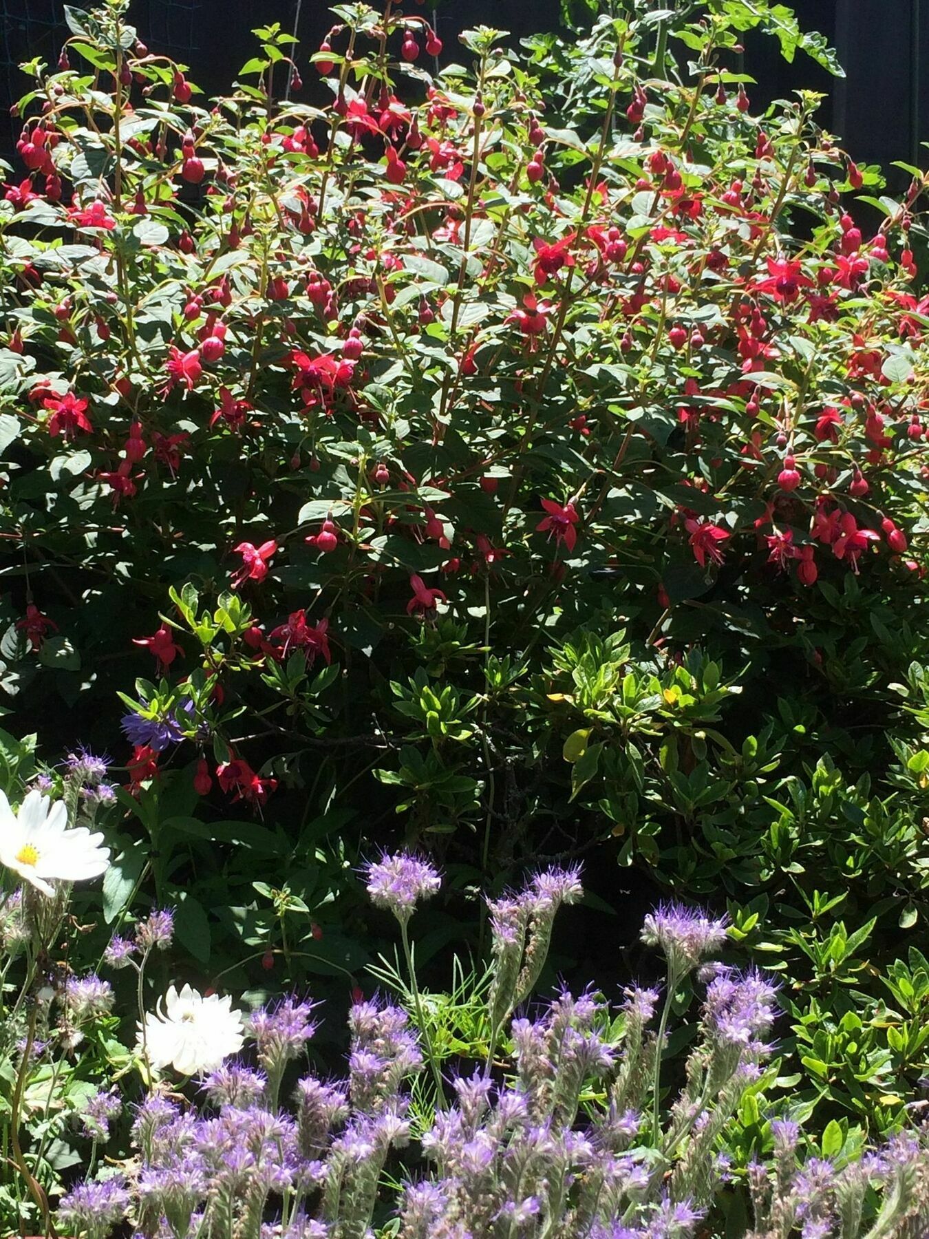 Garden Bed And Breakfast Christchurch Esterno foto