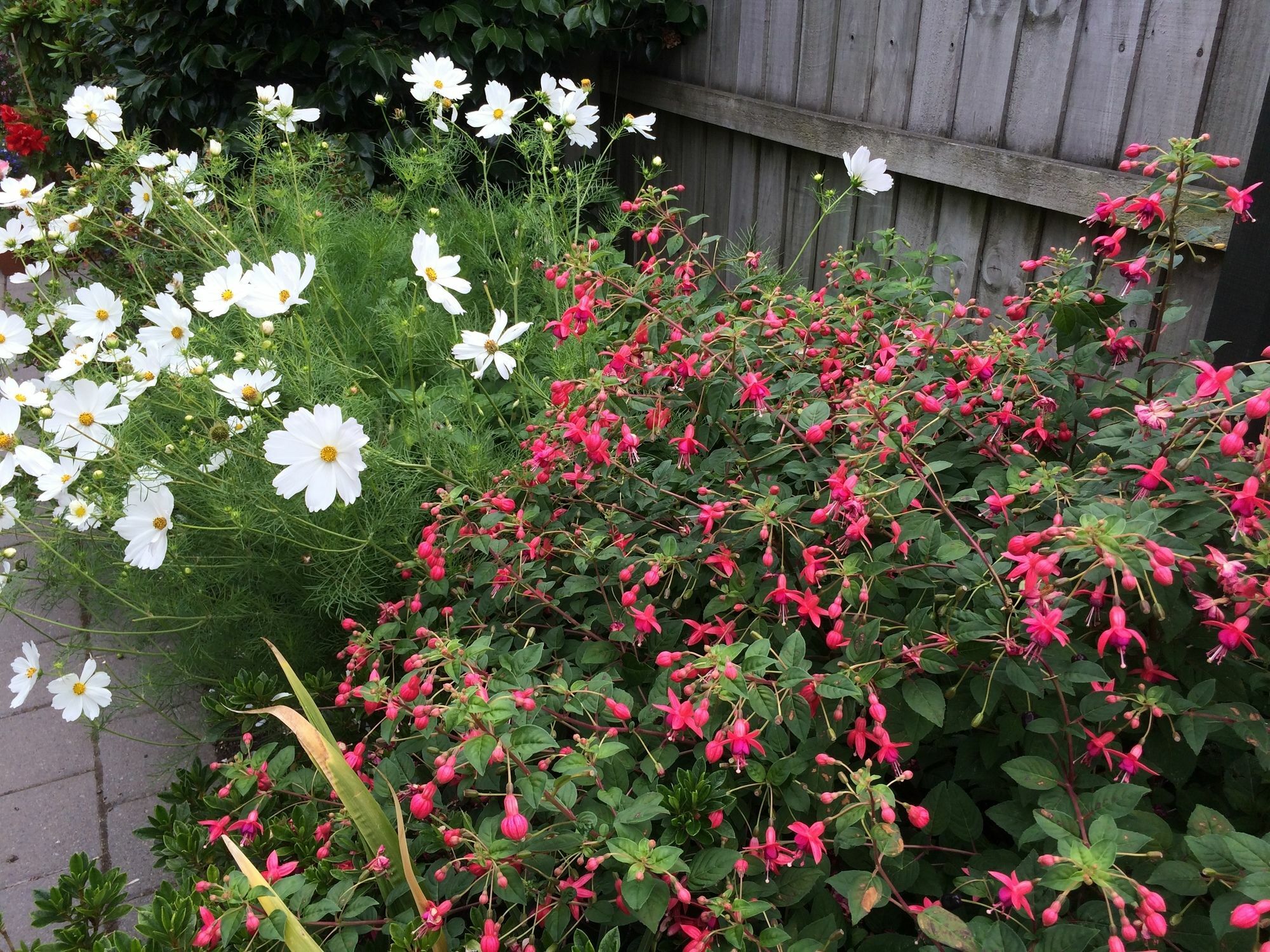 Garden Bed And Breakfast Christchurch Esterno foto